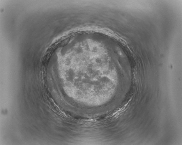 X0000059041494200510281529