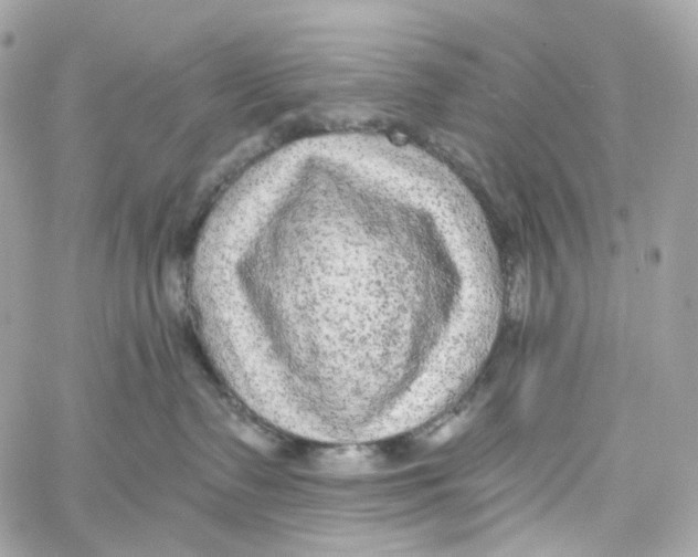 X0000059040335200511041643