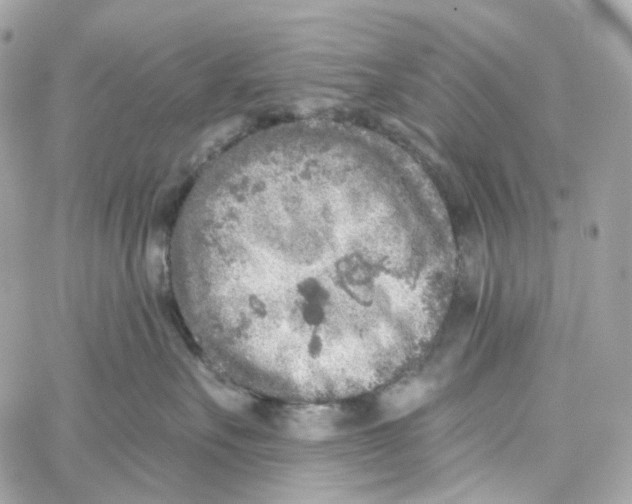 X0000059040527200511041640