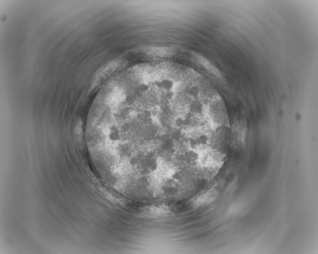 X0000059040765200511041636