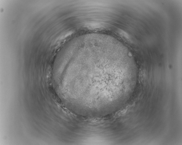 X0000059040917200511041632