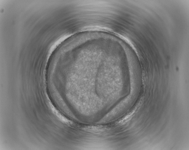 X0000059040995200511041632