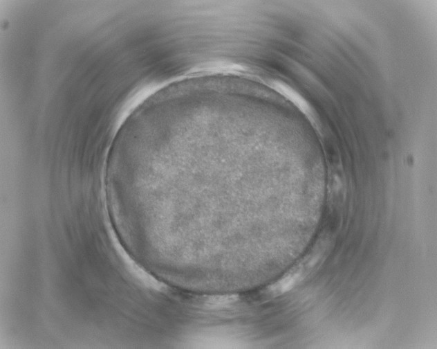 X0000059041055200511041631