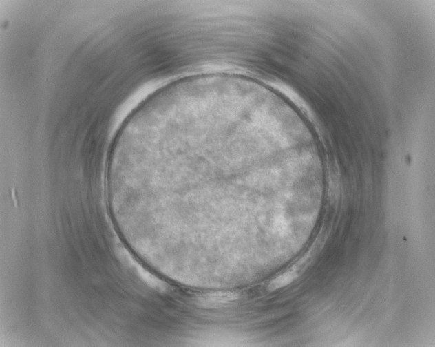 X0000059041294200511041627