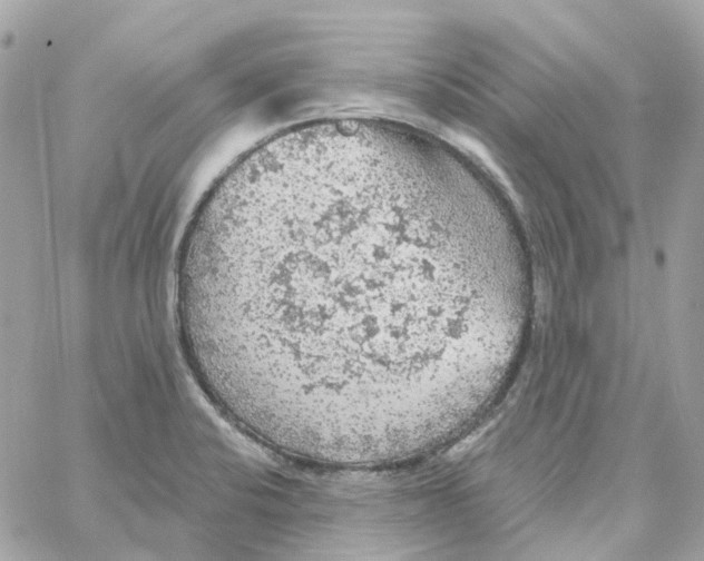 X0000059041424200511041625