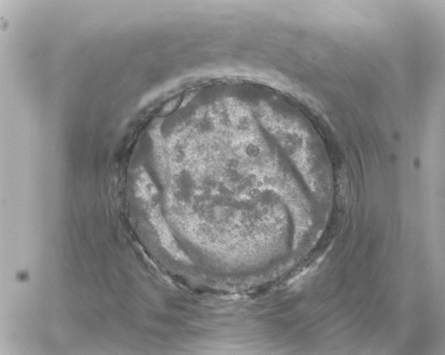 X0000059041494200511041623