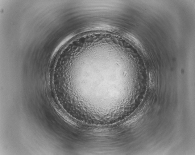 X0000059050780200510071042