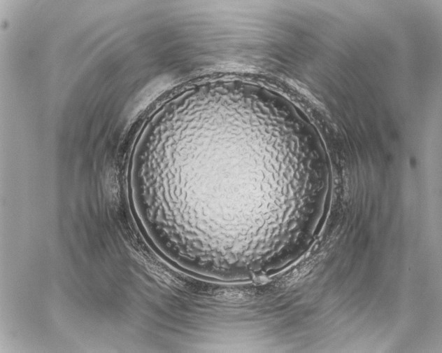 X0000059051266200510071034