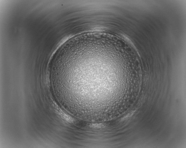X0000059050835200510101009