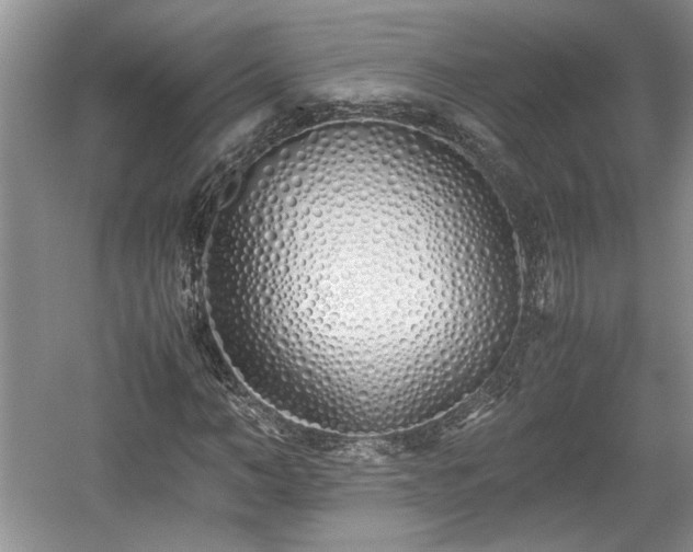 X0000059050966200510101007