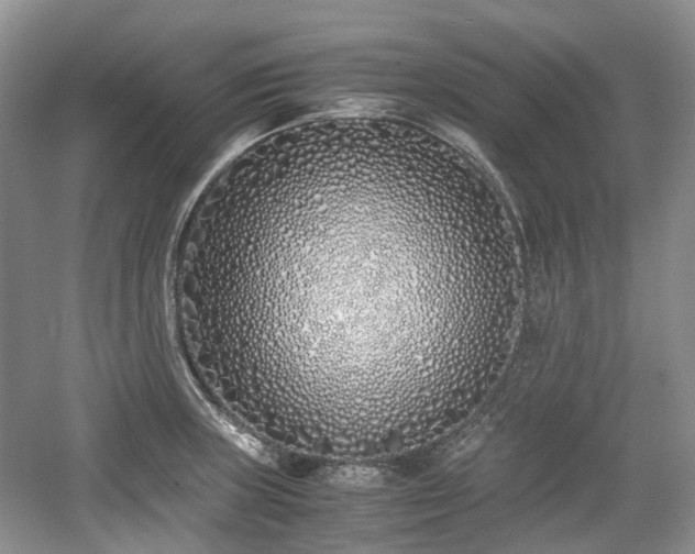 X0000059051235200510101003
