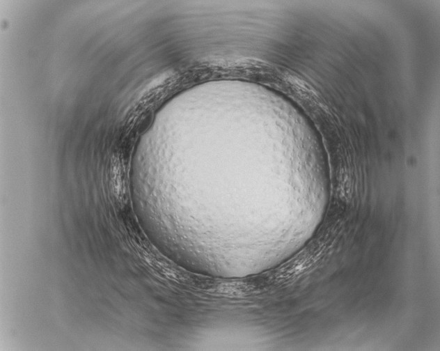 X0000059050966200510281603