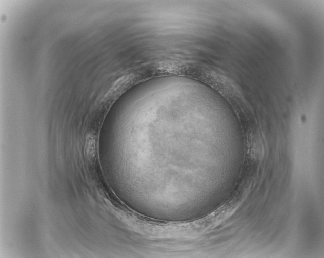 X0000059060036200510101100