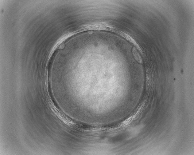 X0000059061035200510101043