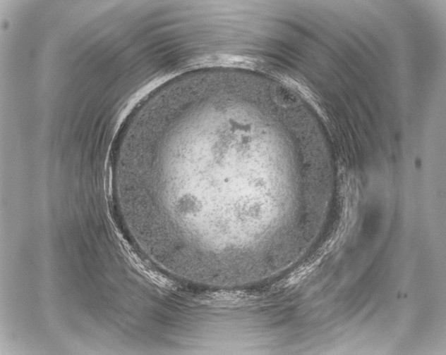 X0000059061125200510101041