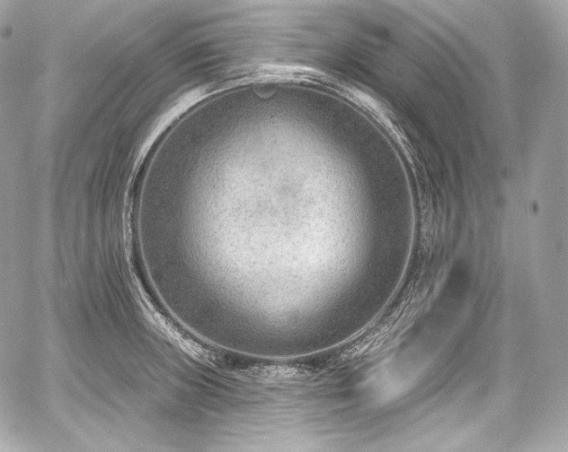 X0000059061235200510101040