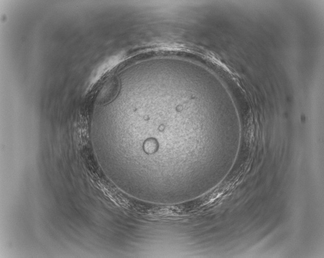 X0000059061255200510101039