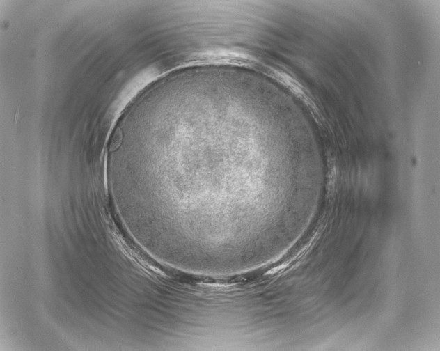 X0000059061275200510101039