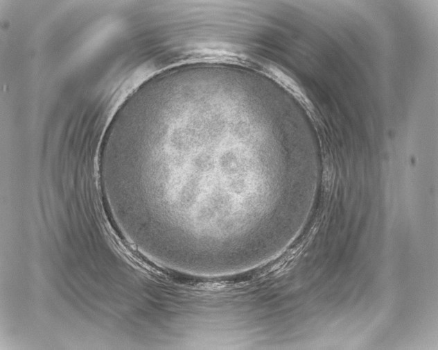 X0000059061283200510101039