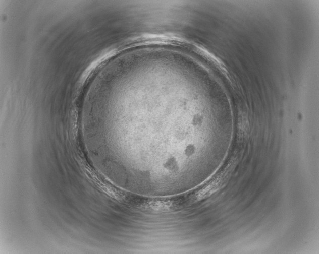 X0000059061411200510101036