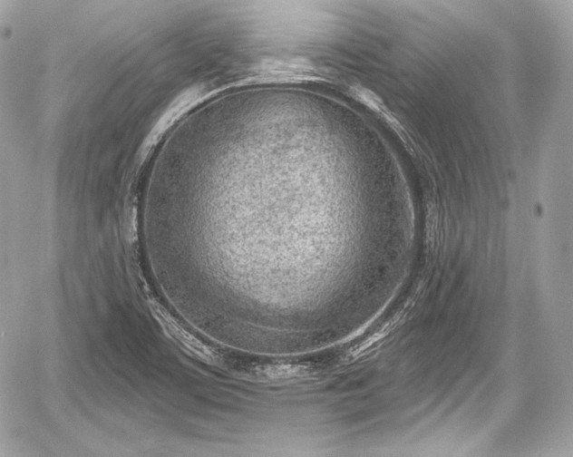 X0000059061459200510101036