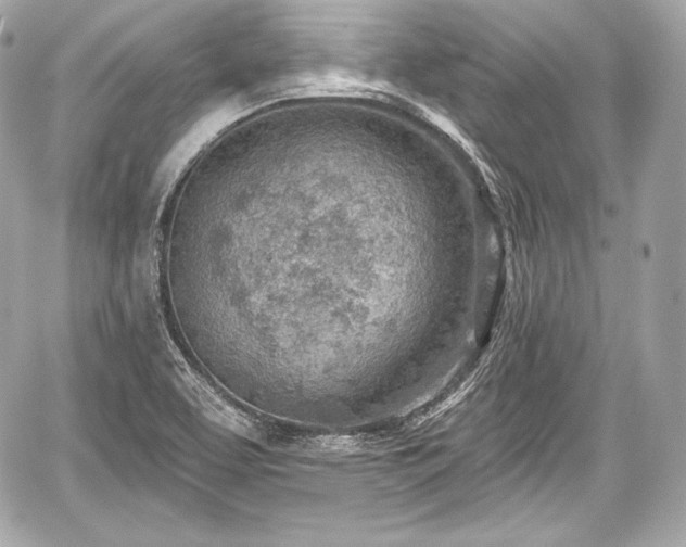 X0000059061463200510101036