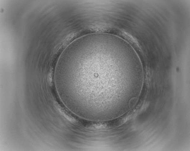 X0000059060065200510171950