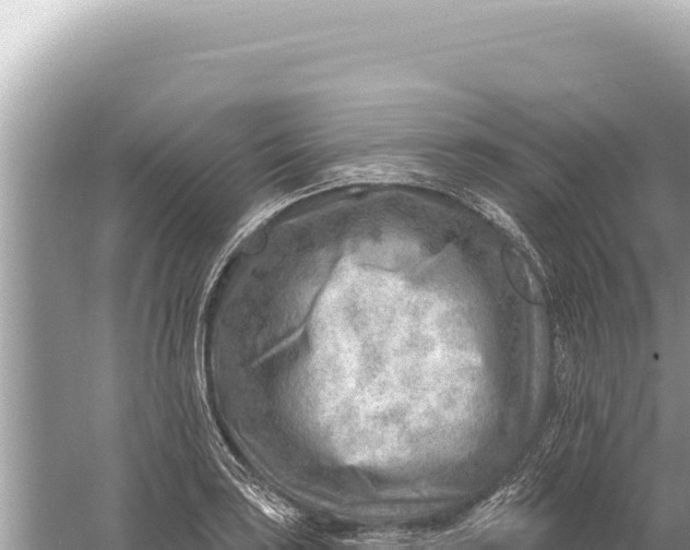 X0000059061035200510212021