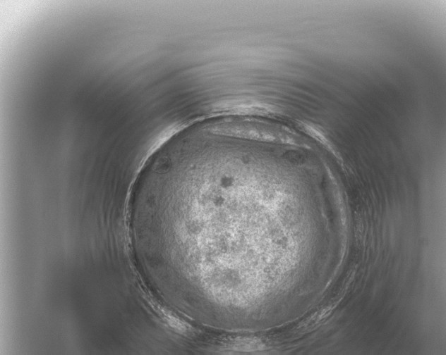 X0000059061071200510212020