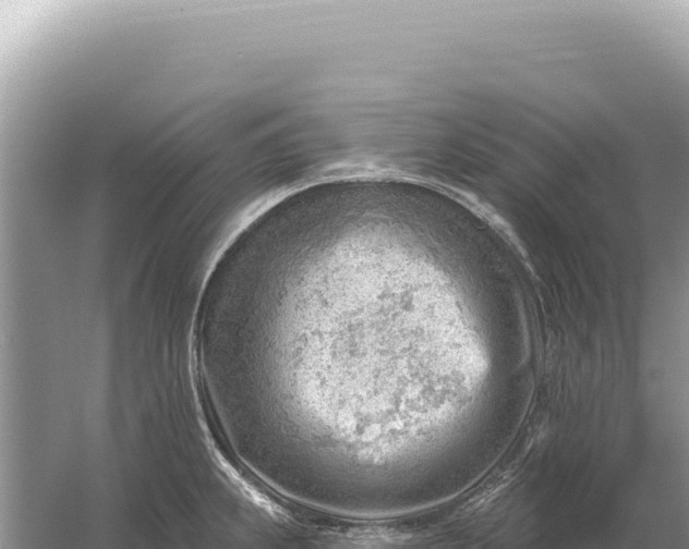 X0000059061239200510212018