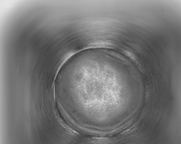 X0000059061275200510212017