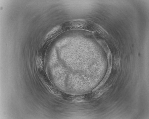 X0000059061394200510281621