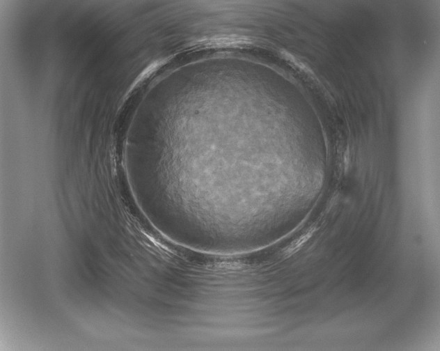 X0000059071306200510101040