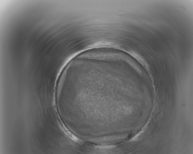 X0000059071296200510212043