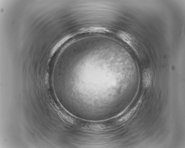 X0000059081066200510101136