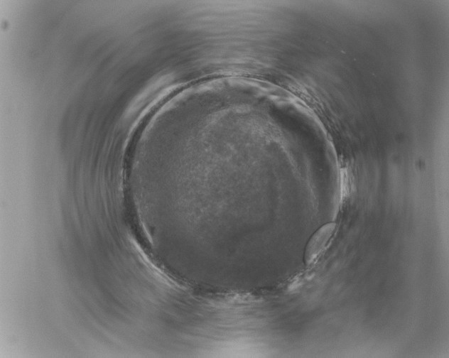 X0000059080243200510172037