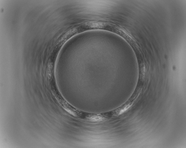 X0000059080325200510172036