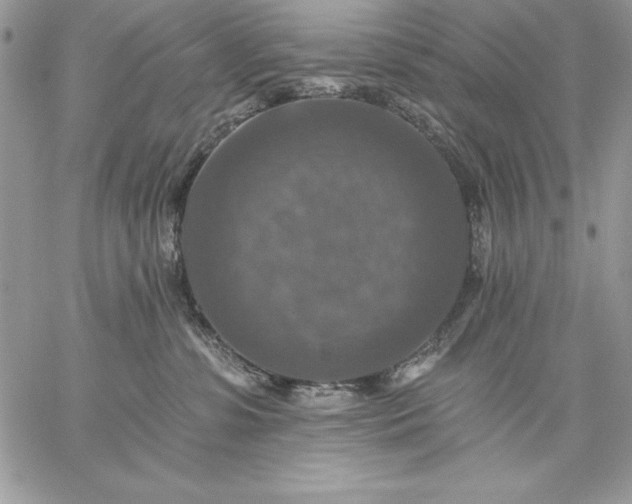 X0000059080331200510172036