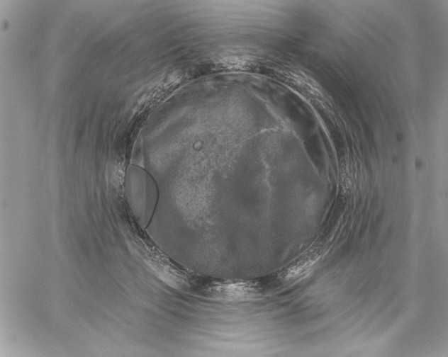 X0000059080365200510172035