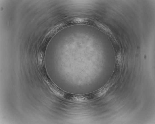 X0000059080423200510172034