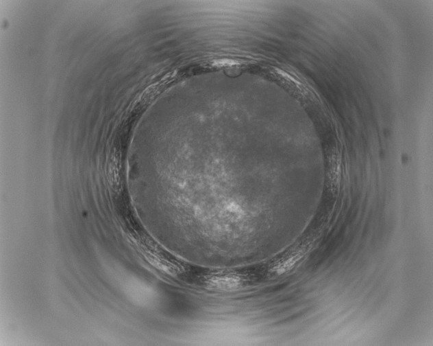 X0000059080653200510172031