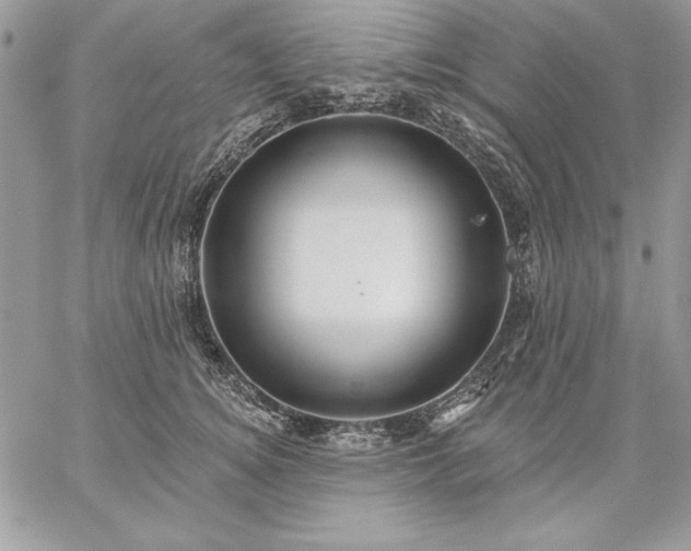 X0000059080756200510172029