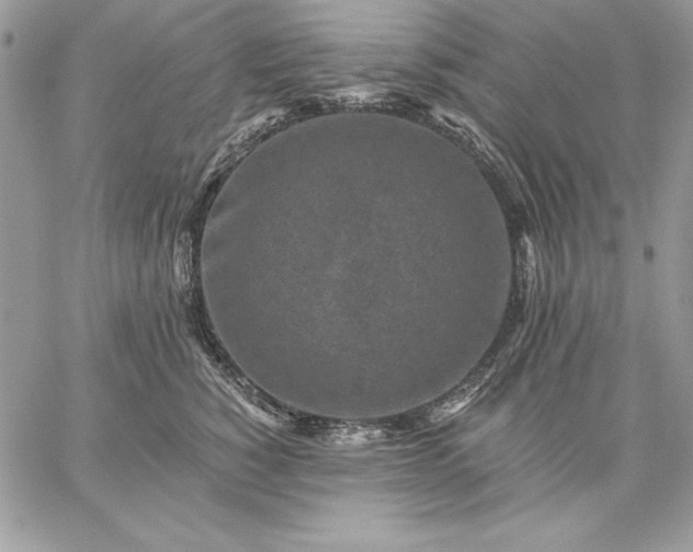 X0000059080760200510172029