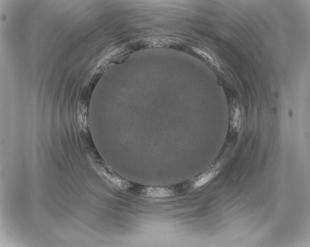 X0000059080766200510172029