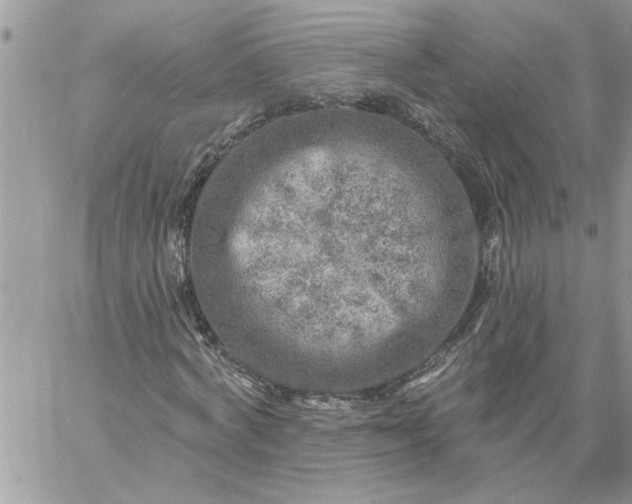 X0000059080772200510172029