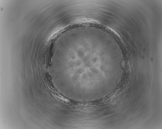 X0000059080775200510172029