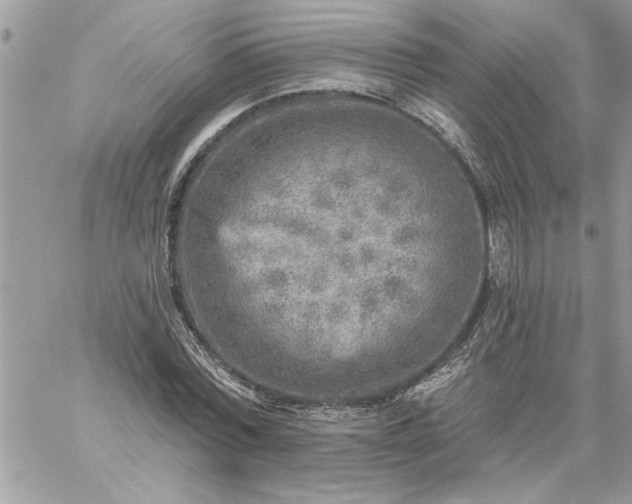 X0000059080780200510172028