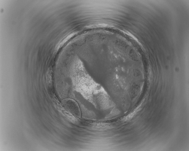 X0000059080921200510172026