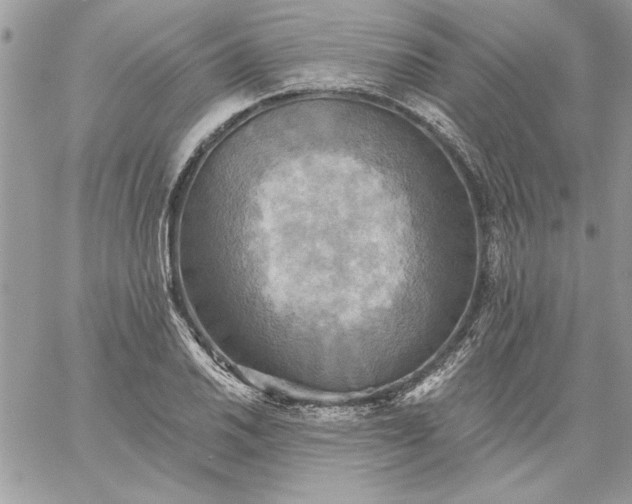 X0000059081030200510172024