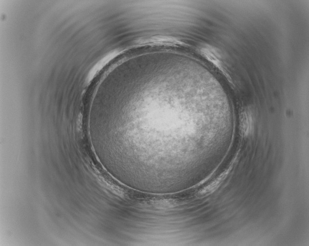 X0000059081066200510172024